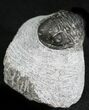 Bargain Gerastos Trilobite Fossil #27941-2